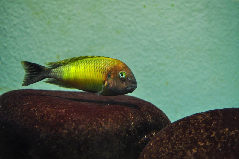 Tropheus moorii 'Nkonde'